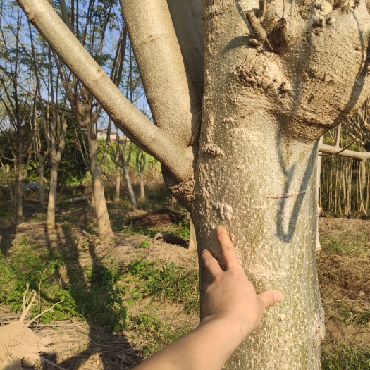 漳州辣木正宗印度辣木树