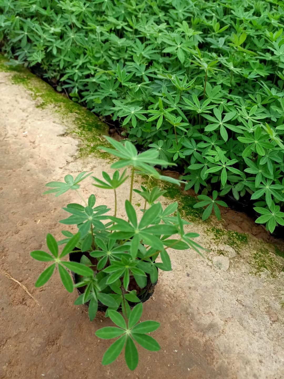 鲁冰花盆栽 新上市鲁冰花双色盆，鲁冰花小盆，鲁冰花种植大量供应