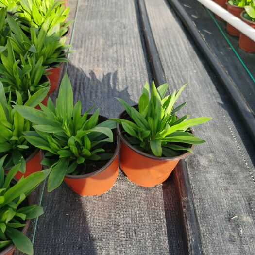 嘉善县欧石竹 石竹，银叶菊