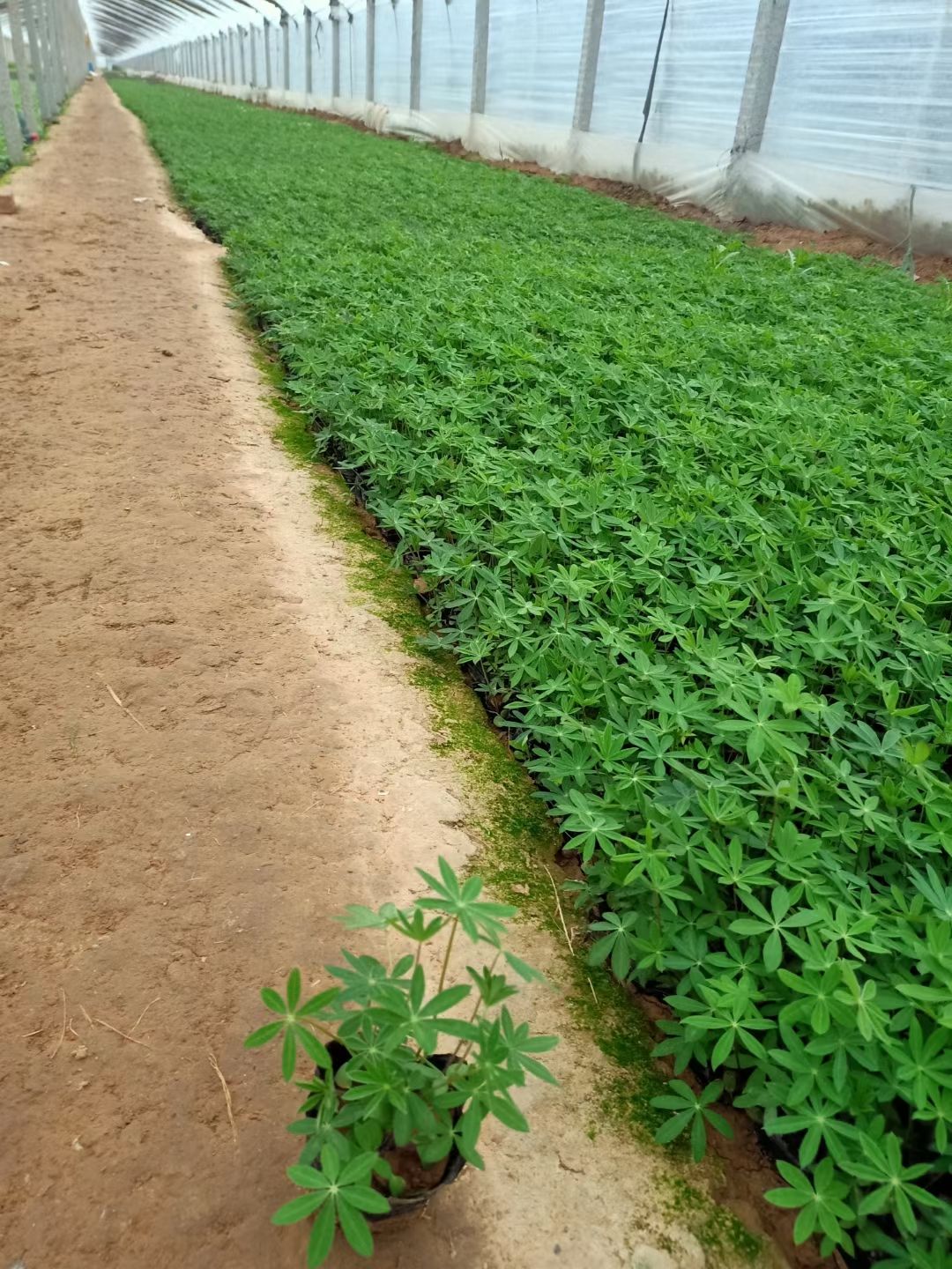 鲁冰花盆栽 新上市鲁冰花双色盆，鲁冰花小盆，鲁冰花种植大量供应