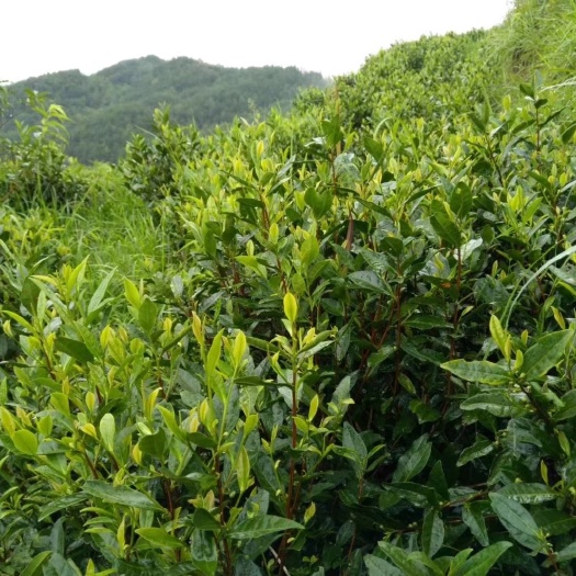三都县高原特级白茶