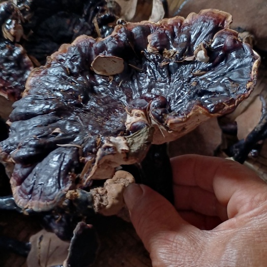 融水县紫灵芝  苗寨吊脚楼灵芝