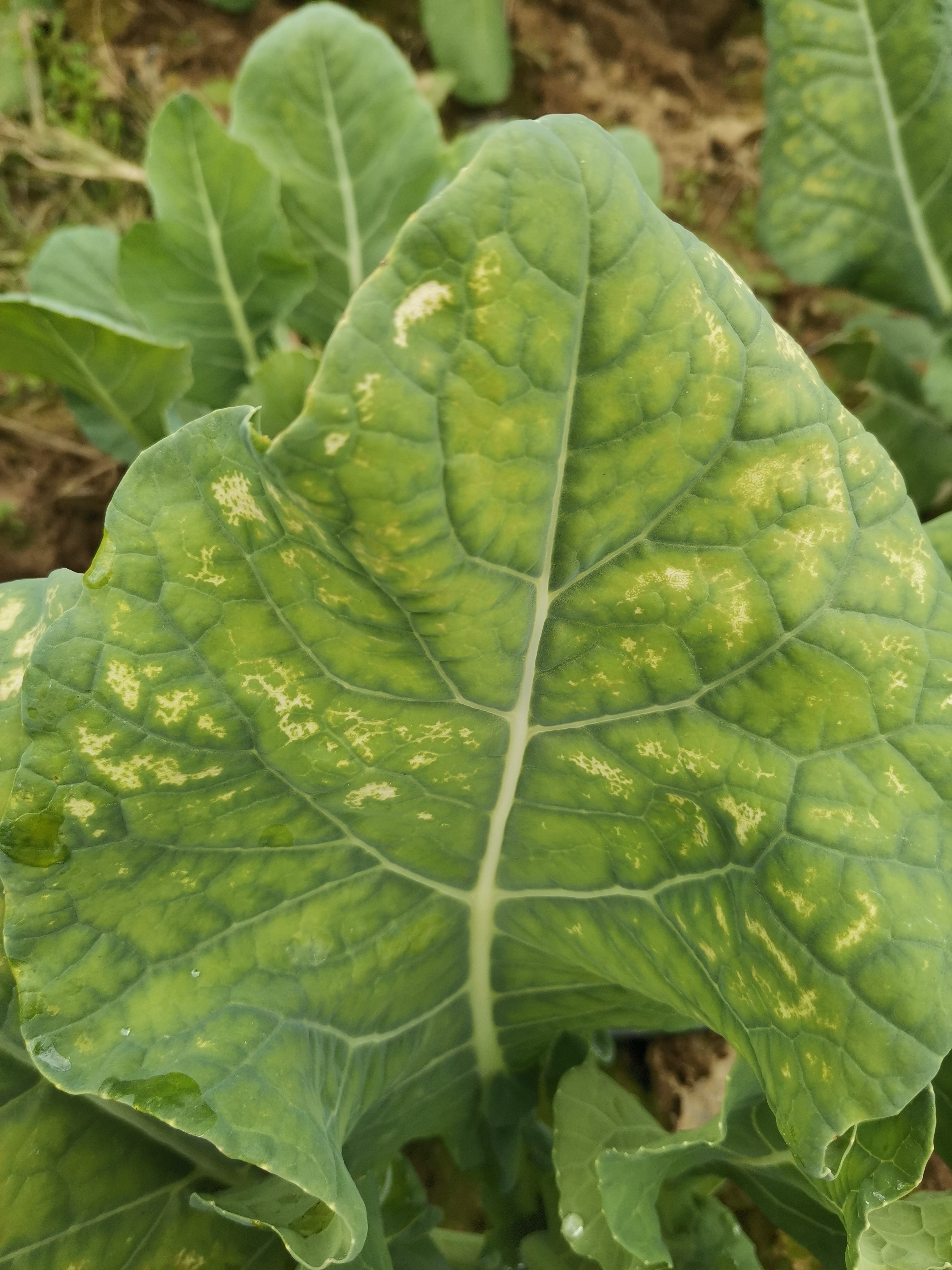 男性椰菜花病图片