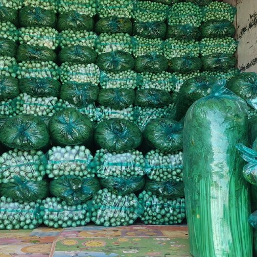 商河县西芹  济南市商河县芹菜大量上市中，暖棚芹菜！产地直供，！