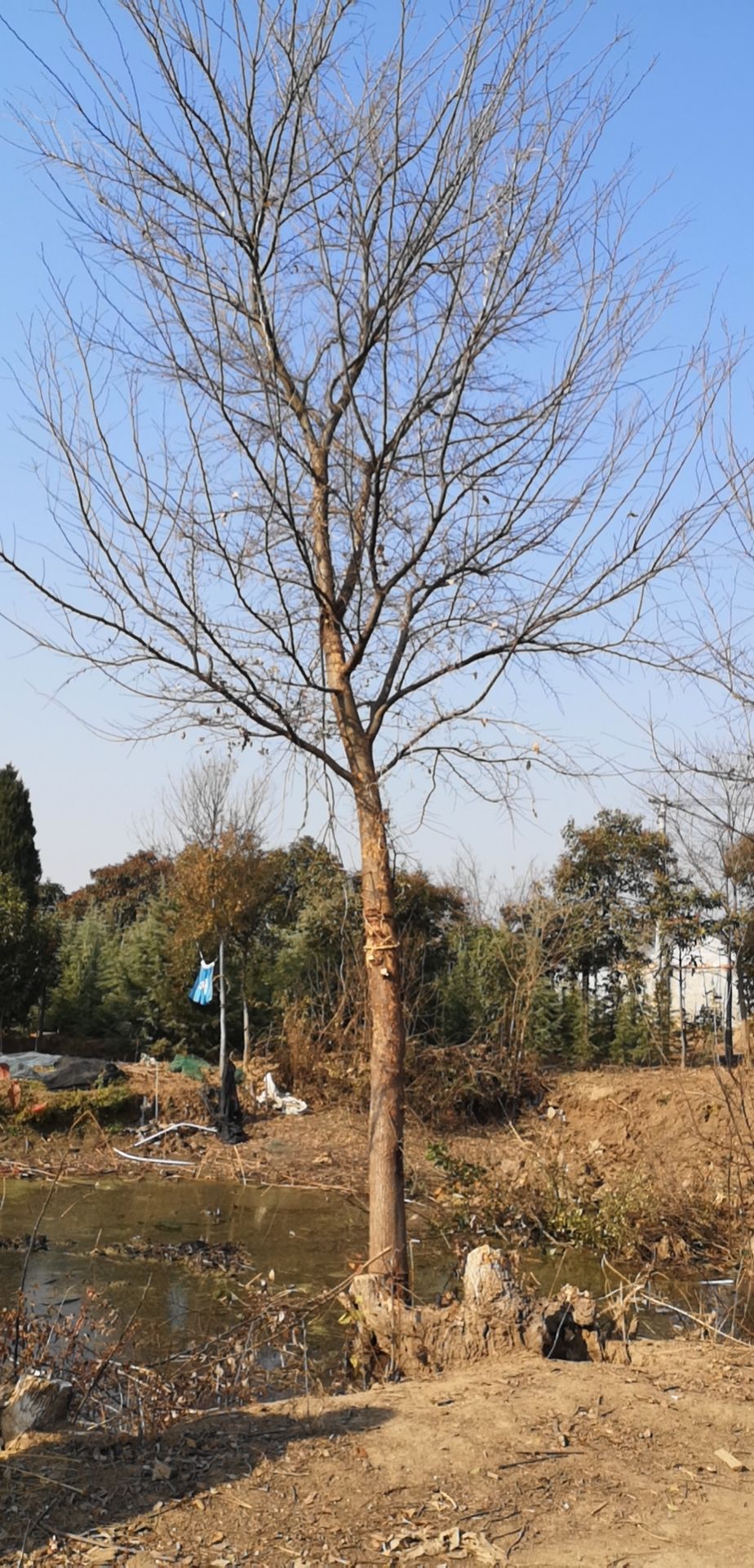 榔榆