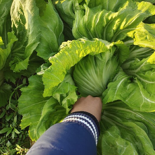 道县包心芥菜  三十多亩芥菜上市联系不焦叶不烂心