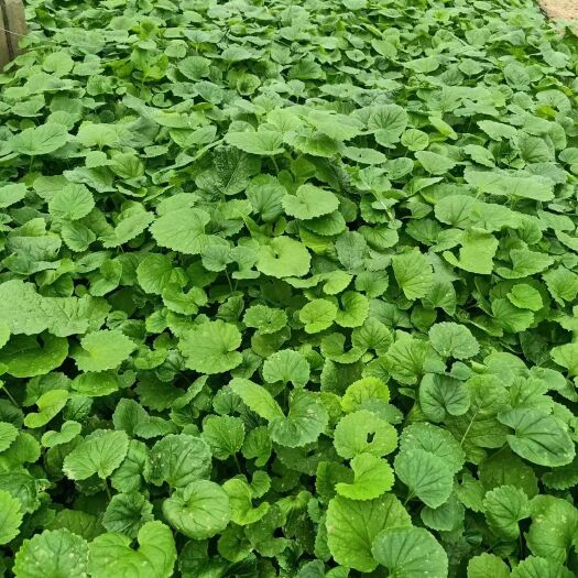 青州市二月兰，紫金草，春季草花，