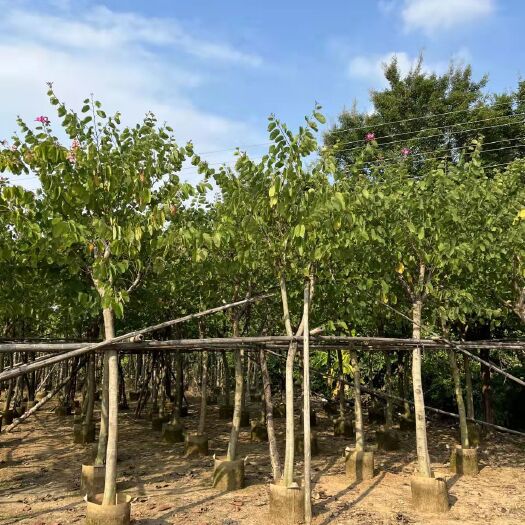  红花紫荆10公分15公分需要的老板们联系。