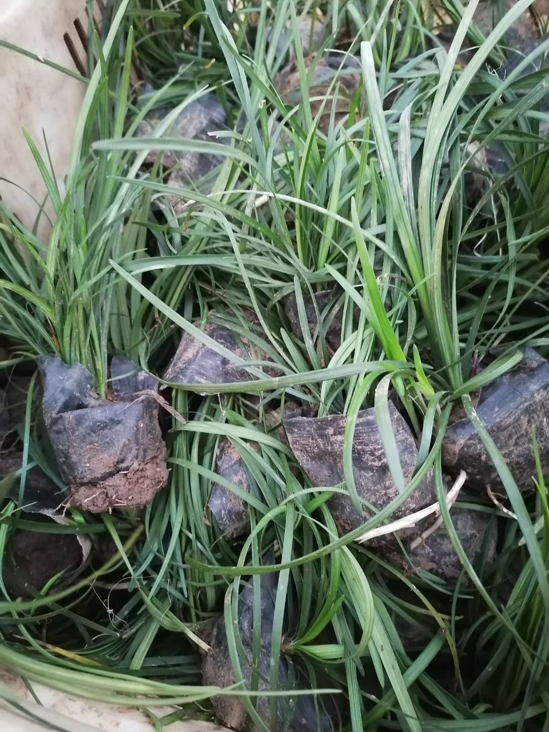 麦冬草 多芽麦冬，营养钵麦冬工程苗，细叶麦冬专业种植常年供应