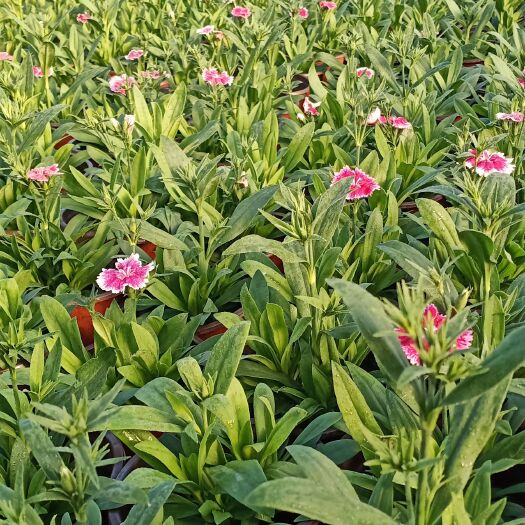 嘉善县常夏石竹 石竹