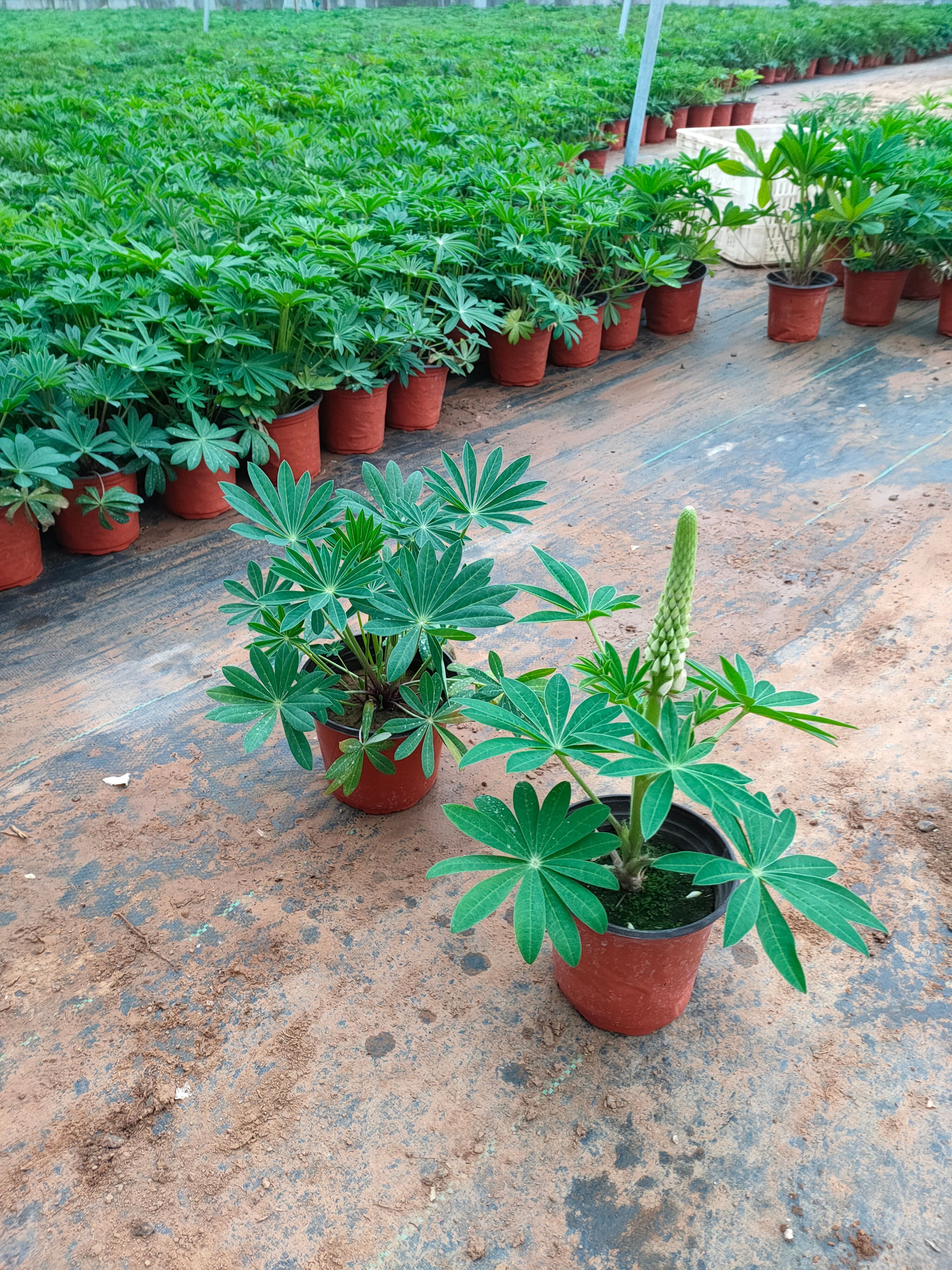 鲁冰花盆栽 新上市鲁冰花双色盆，鲁冰花小盆，鲁冰花种植大量供应