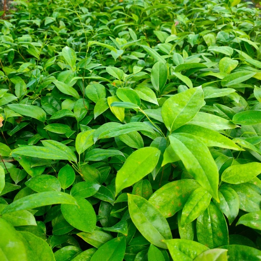 高产土茯苓苗，白肉粉质，基地直供，全程技术指导，包回收！