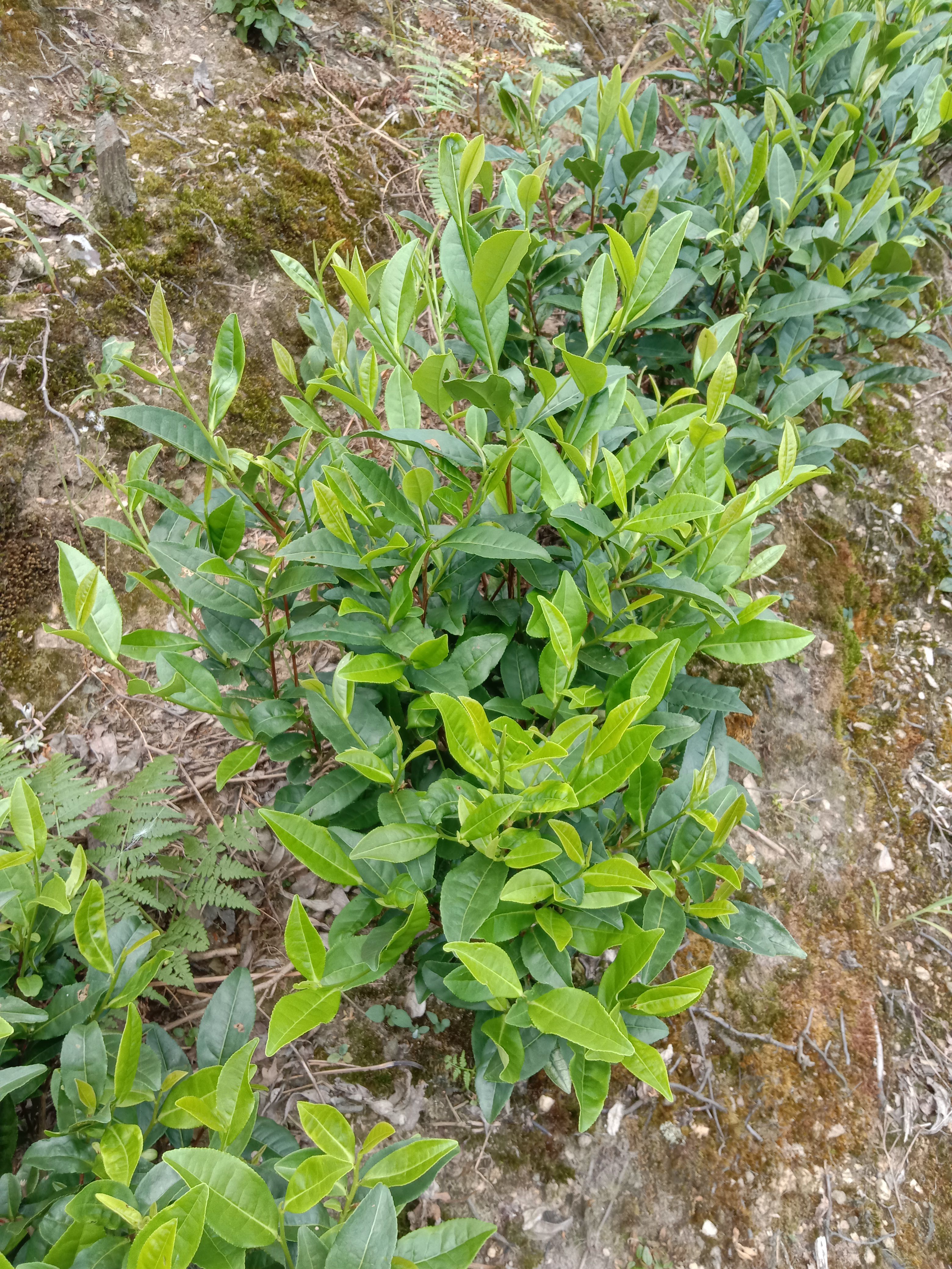 新白茶  白茶春茶