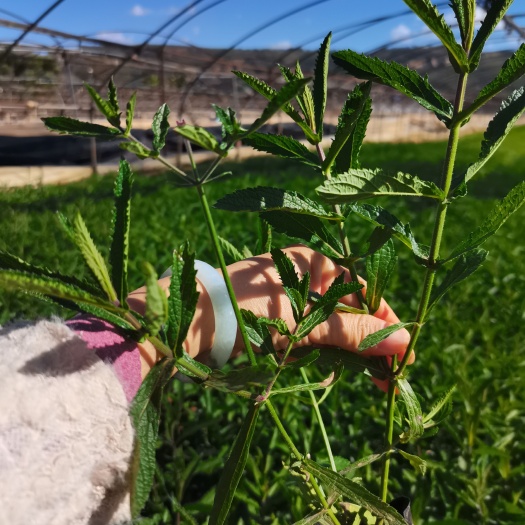 马鞭草，柳叶马鞭草，云南昆明马鞭草种植