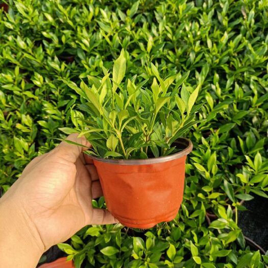 嘉善县栀子花 枝枝花