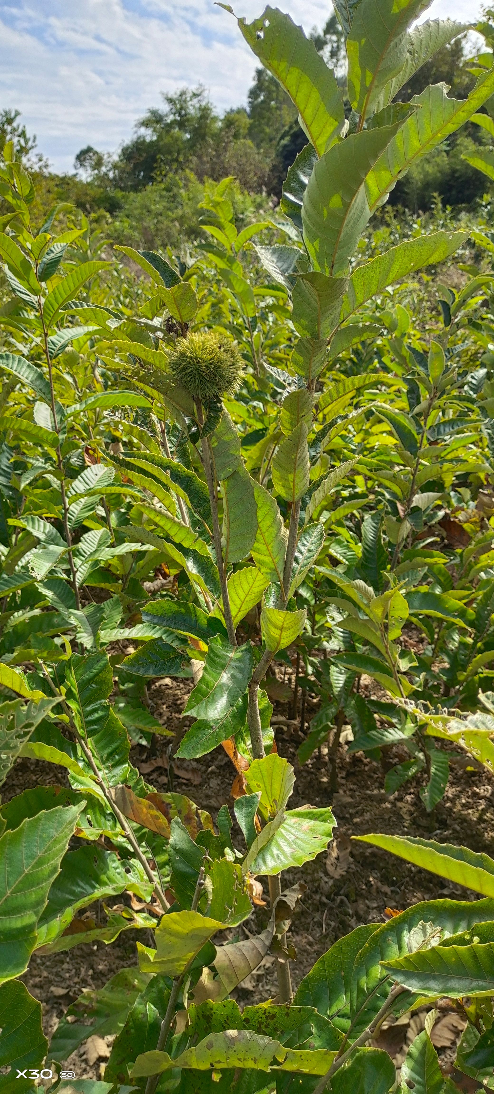 大红袍板栗苗    板栗嫁接苗   早板栗苗  油板栗苗色颜