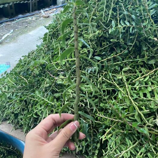 芒市云南铁皮石斛鲜条