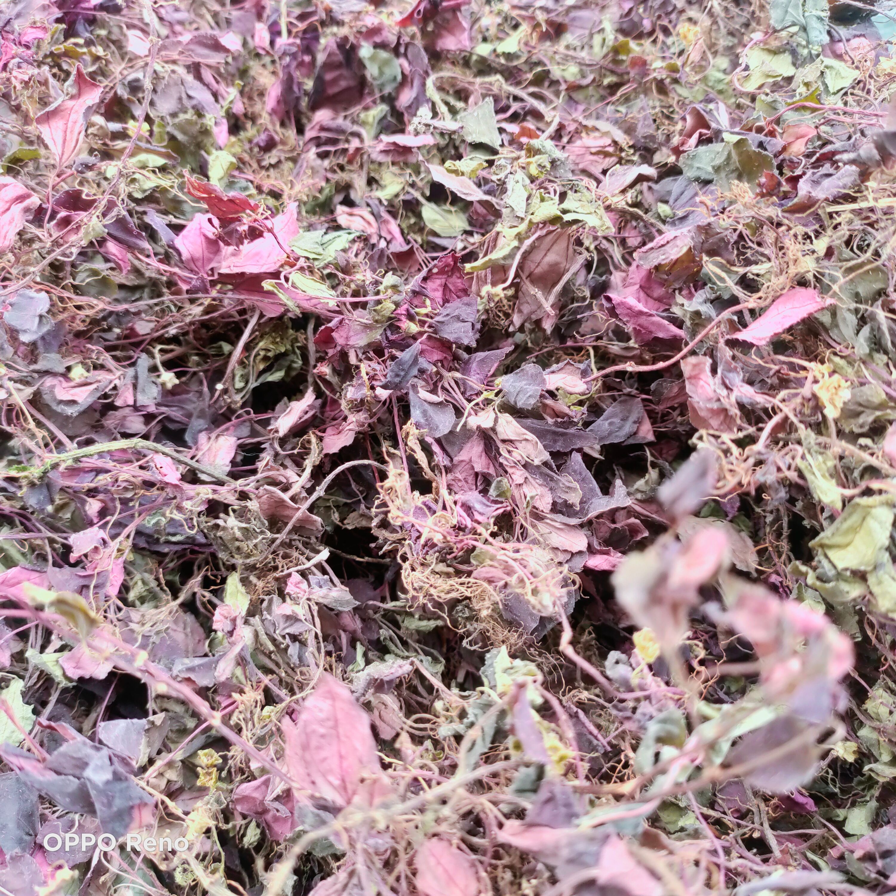 风柜斗草、风鼓草、养肝仙草、精品热销、全国发货、产地直销。