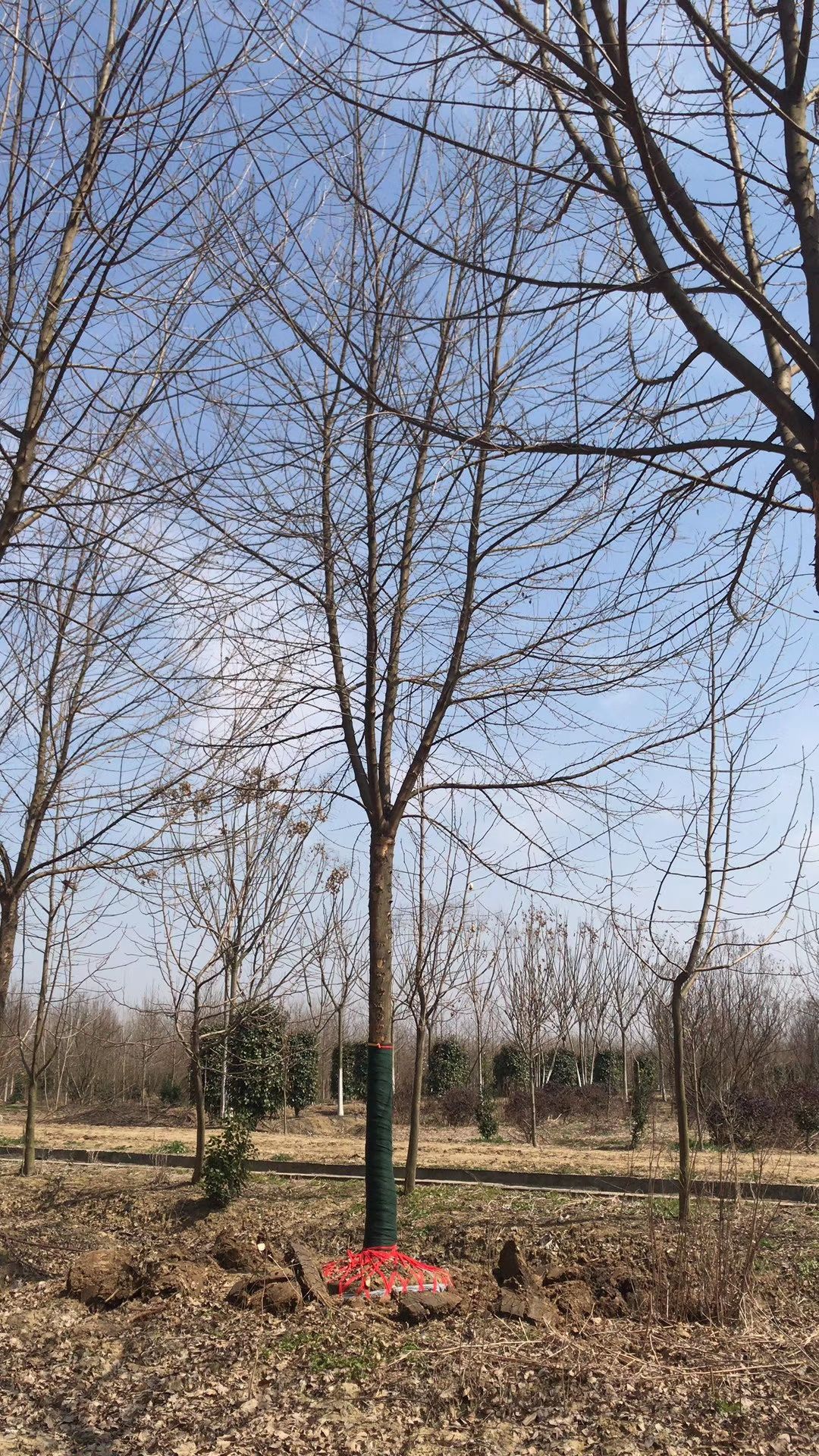 榔榆