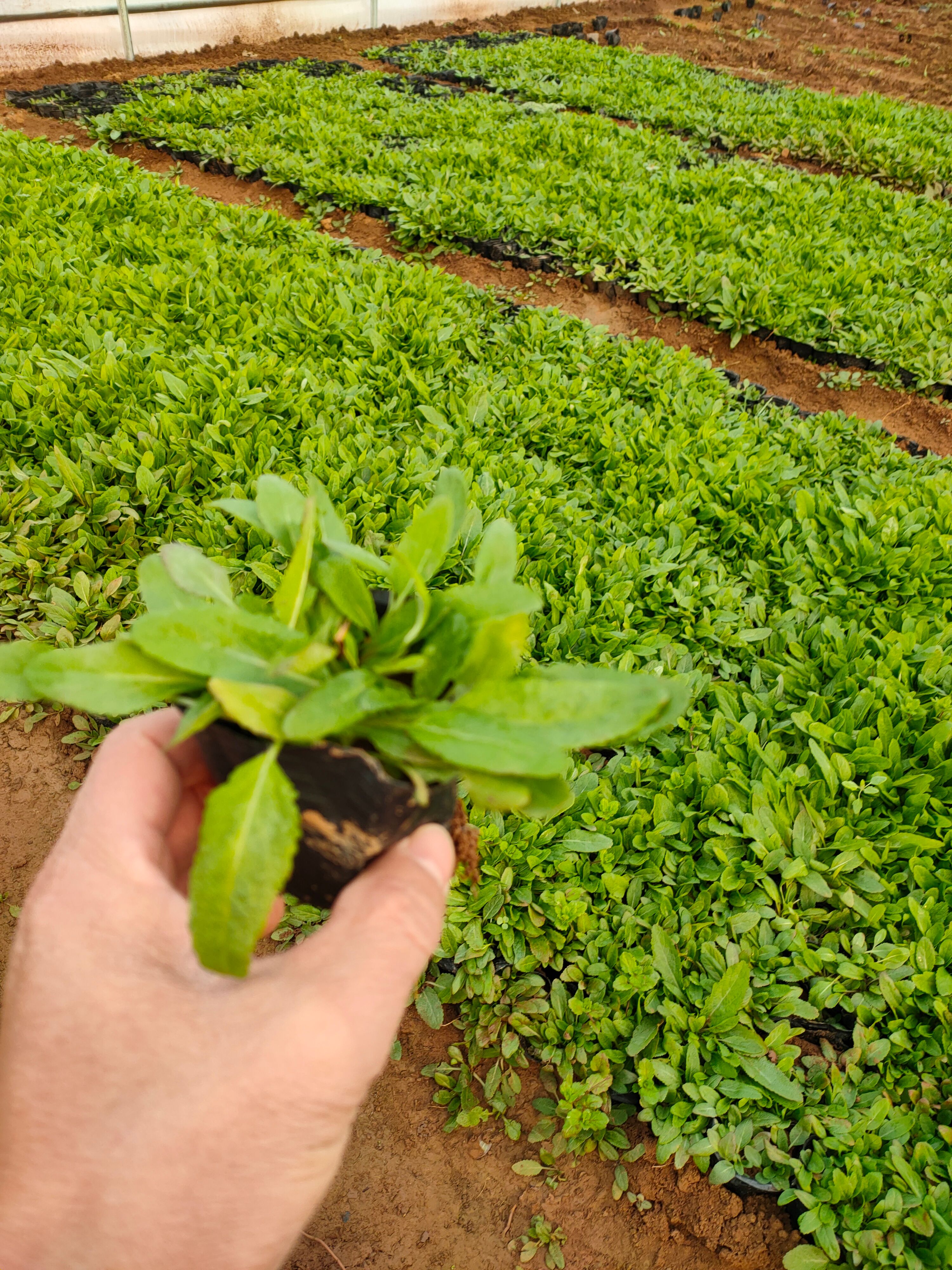 地被鼠尾草，宿根鼠尾草，多年生鼠尾草，地被鼠尾草，专种鼠尾草