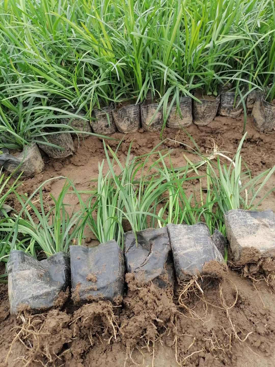 麦冬草 多芽麦冬，营养钵麦冬工程苗，细叶麦冬专业种植常年供应