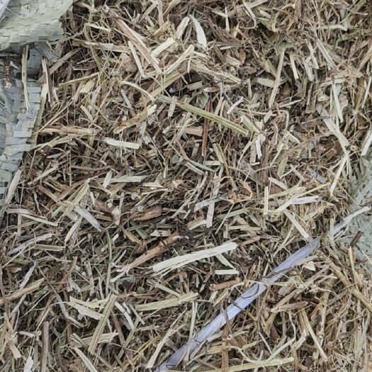 遂平县花生秧 牛羊草