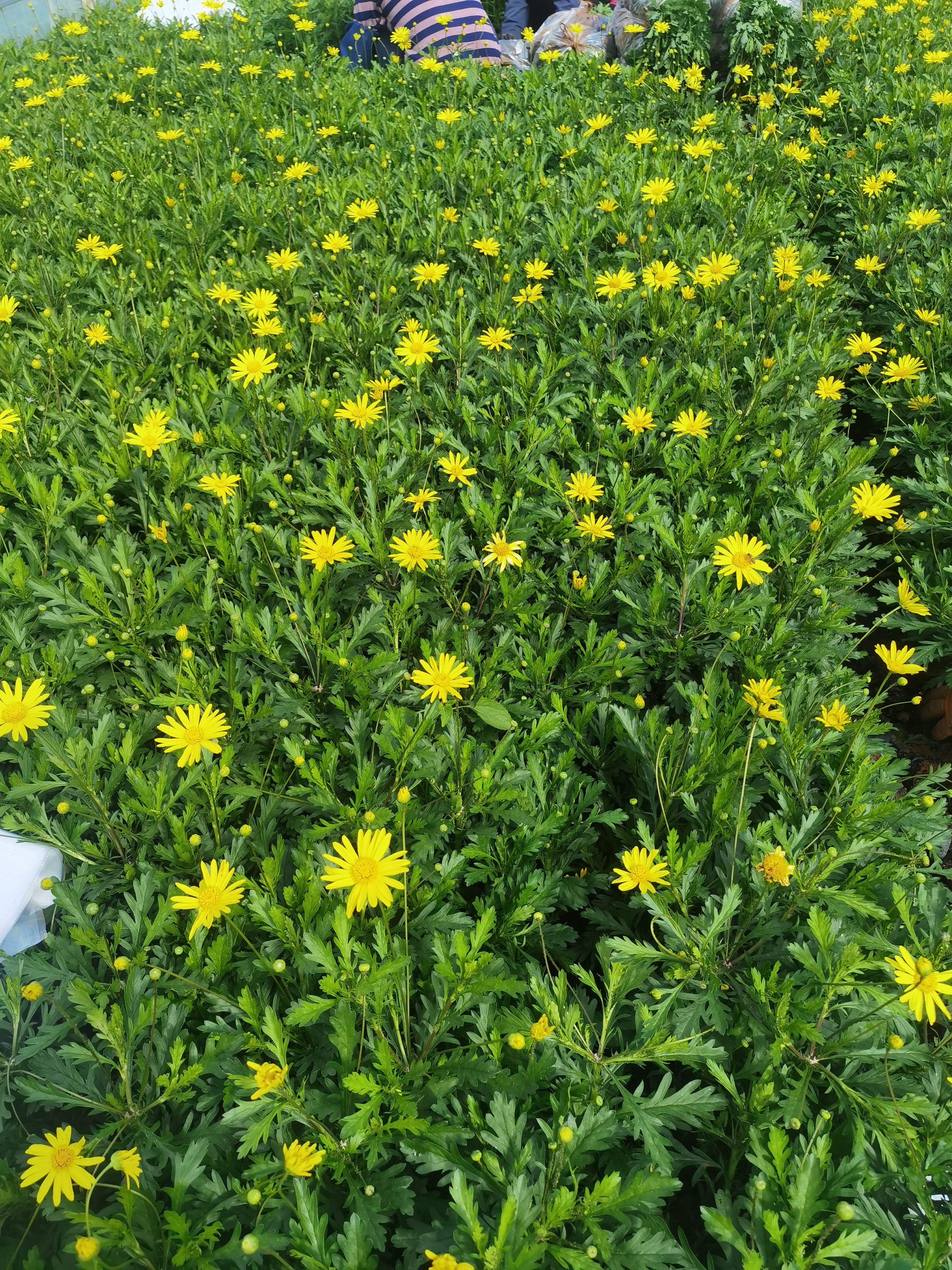 草花  木春菊，基地长年有货，量大从优，欢迎订购