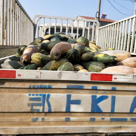 宜城市蜜本南瓜 养殖南瓜