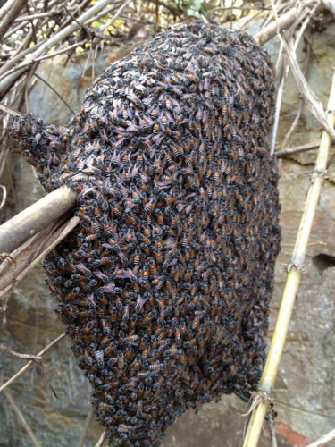 舒城县纯蜂蜜，如果华近的话，可以来蜂场直接打