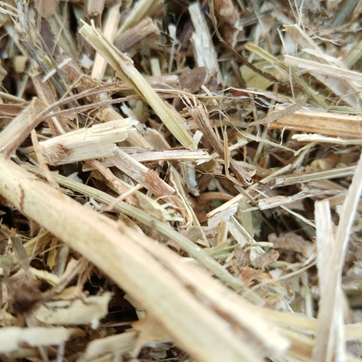 汝南县花生秧 黄白绿草