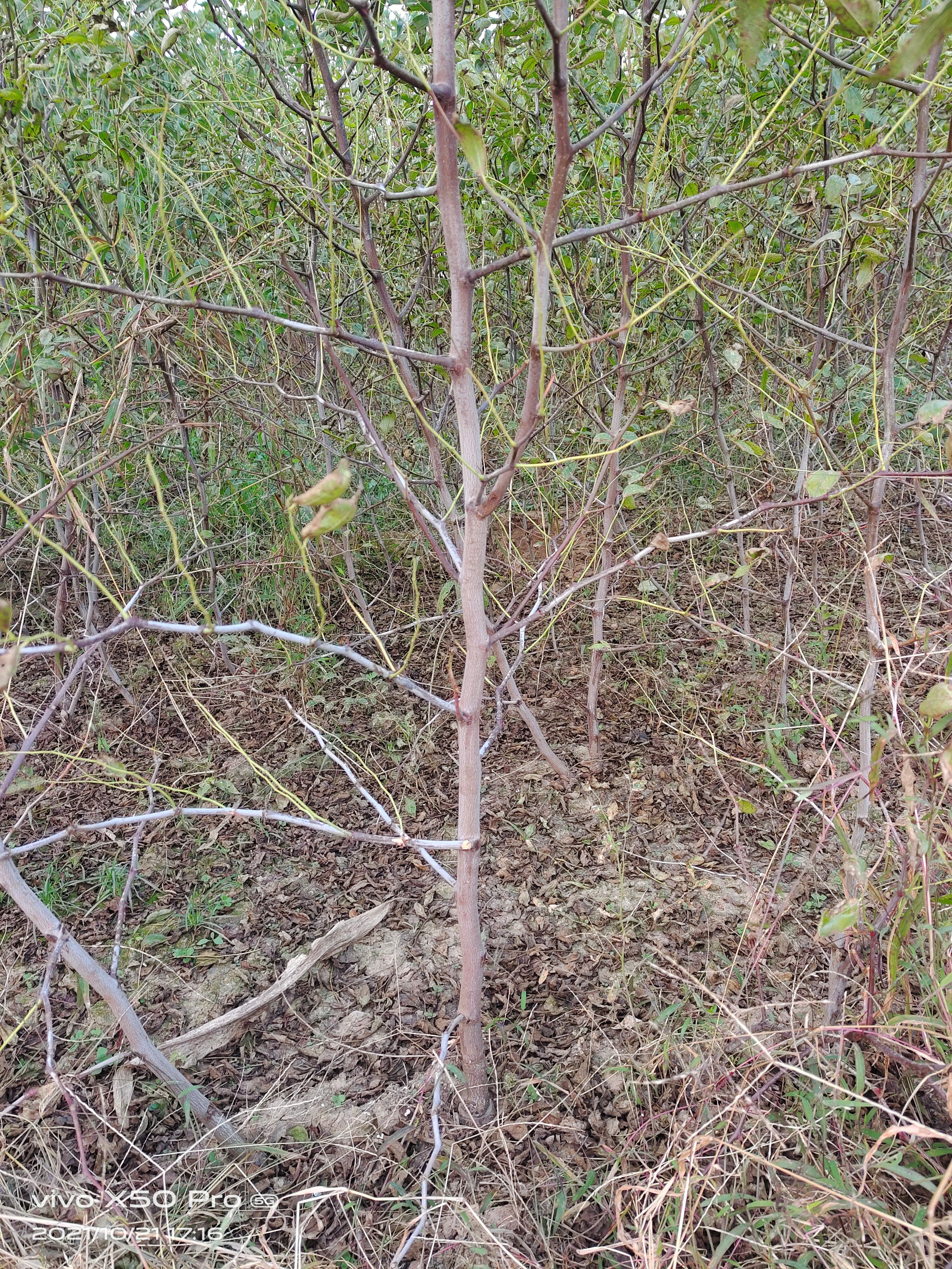 蟠枣苗  特优的枣树品种，潘枣苗与冬枣苗，跟系发达！基地现挖