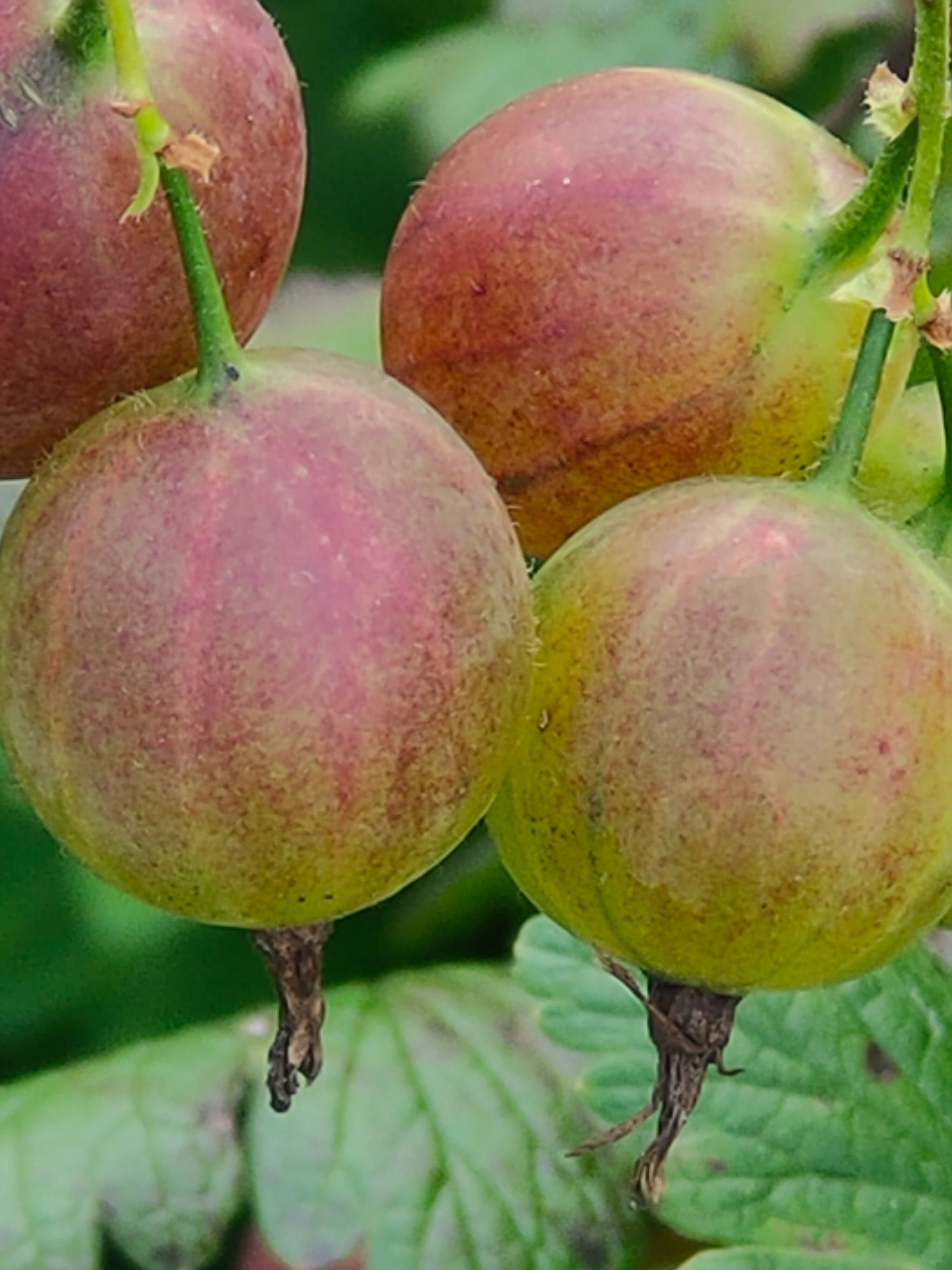 白山灯笼果苗，它主要特点是果实耐运输酸甜食口，产量高结果大。