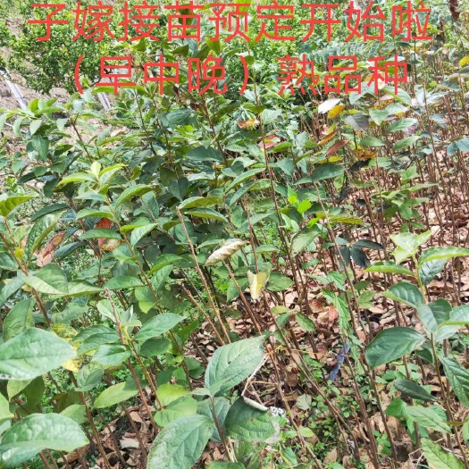 禄劝县脆柿苗 生吃甜脆脆柿子   摘下即吃无需脱涩  冷热他区匀可种植