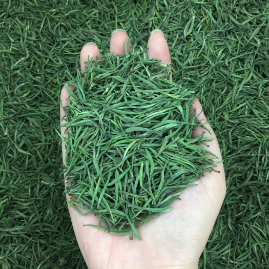 明前新茶 君山银针绿茶 500g包邮到家