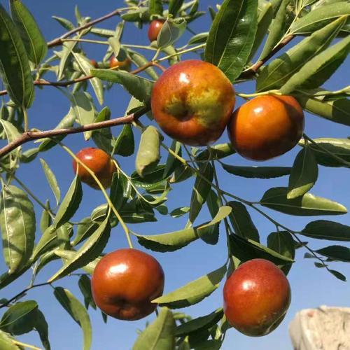 蟠枣苗  特优的枣树品种，潘枣苗与冬枣苗，跟系发达！基地现挖