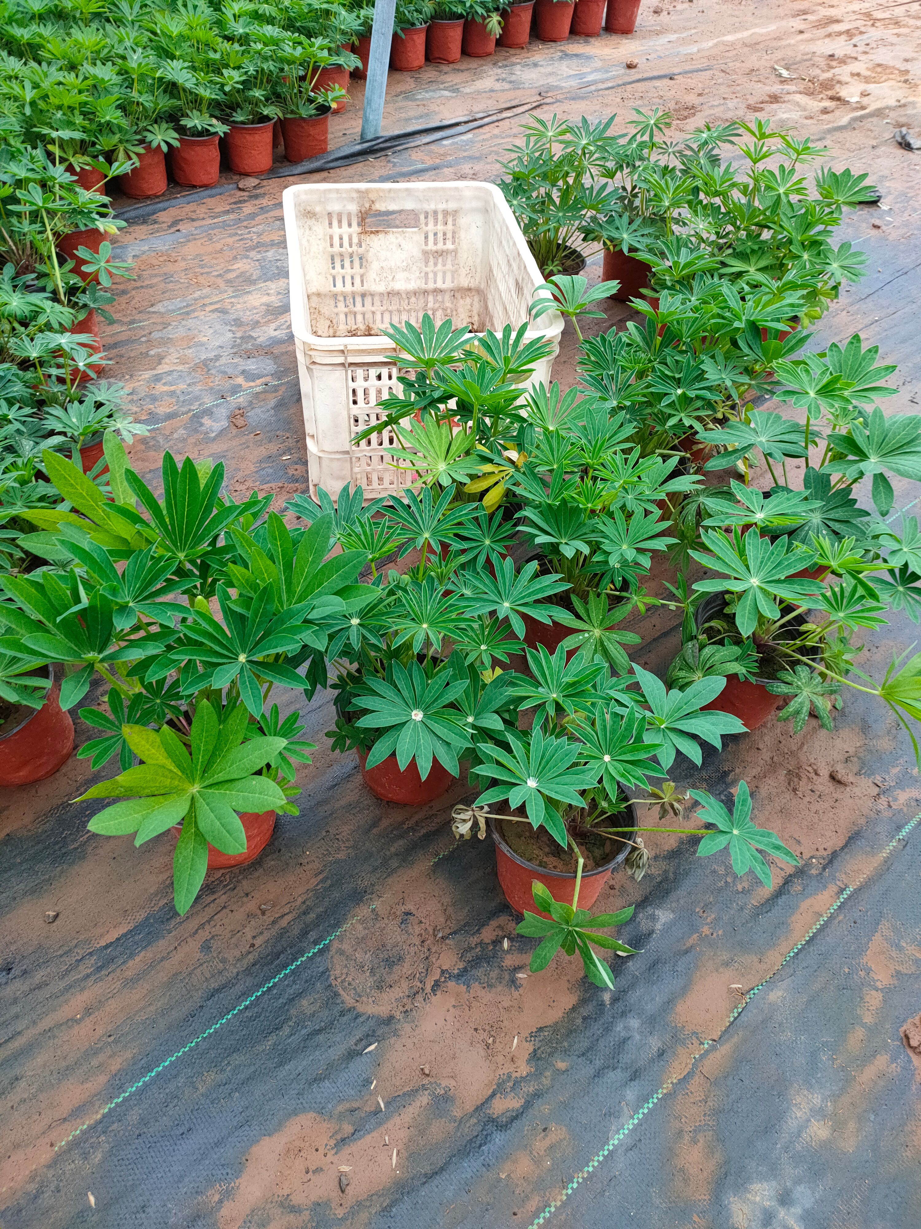 鲁冰花盆栽 新上市鲁冰花双色盆，鲁冰花小盆，鲁冰花种植大量供应