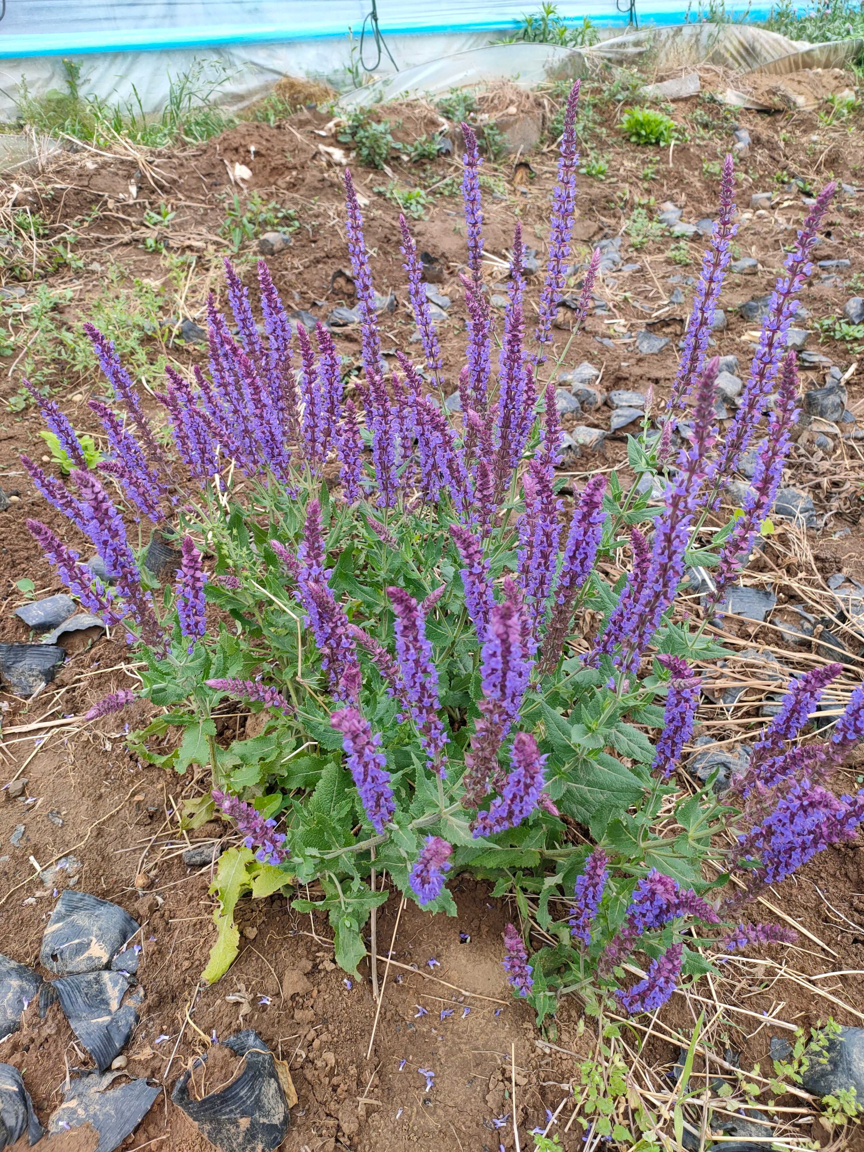 地被鼠尾草，宿根鼠尾草，多年生鼠尾草，地被鼠尾草，专种鼠尾草
