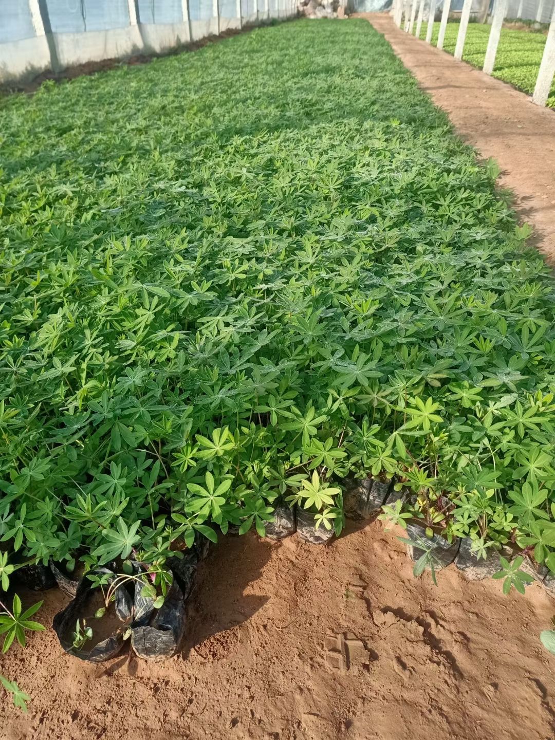 鲁冰花盆栽 新上市鲁冰花双色盆，鲁冰花小盆，鲁冰花种植大量供应