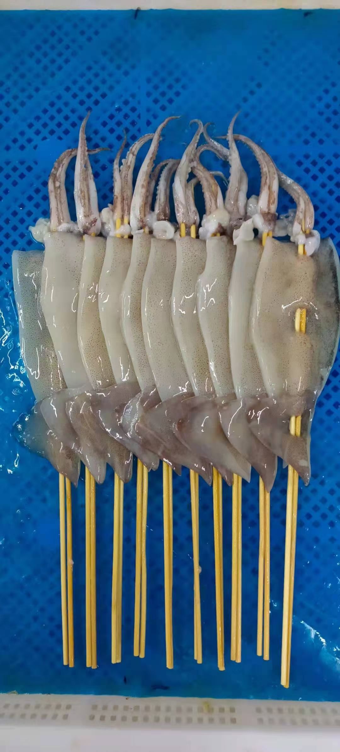 枪乌贼 鱿鱼鱿鱼须大鱿鱼