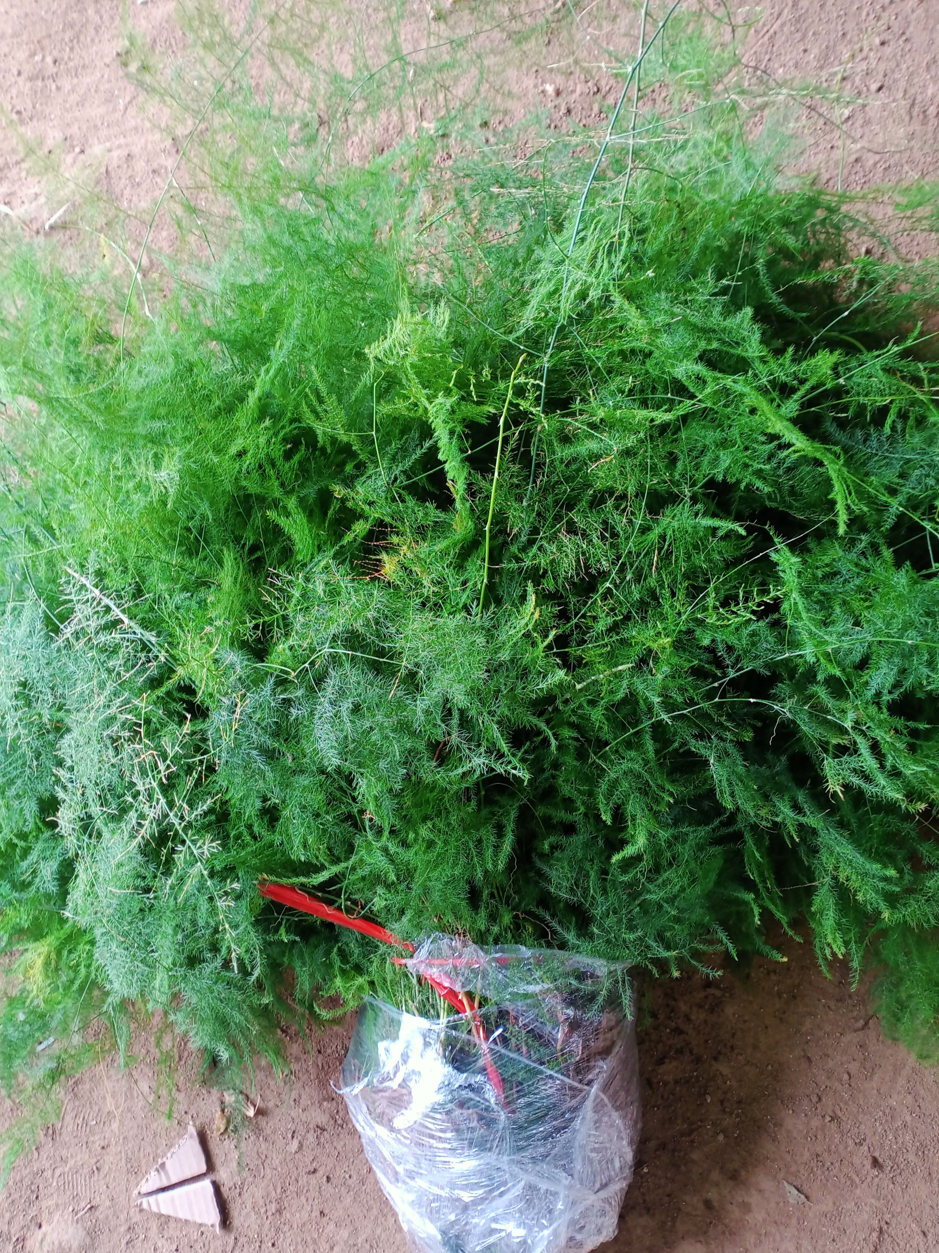 文竹苗大文竹盆栽地栽盆景云竹室内阳台绿植四季常青花卉植物文竹