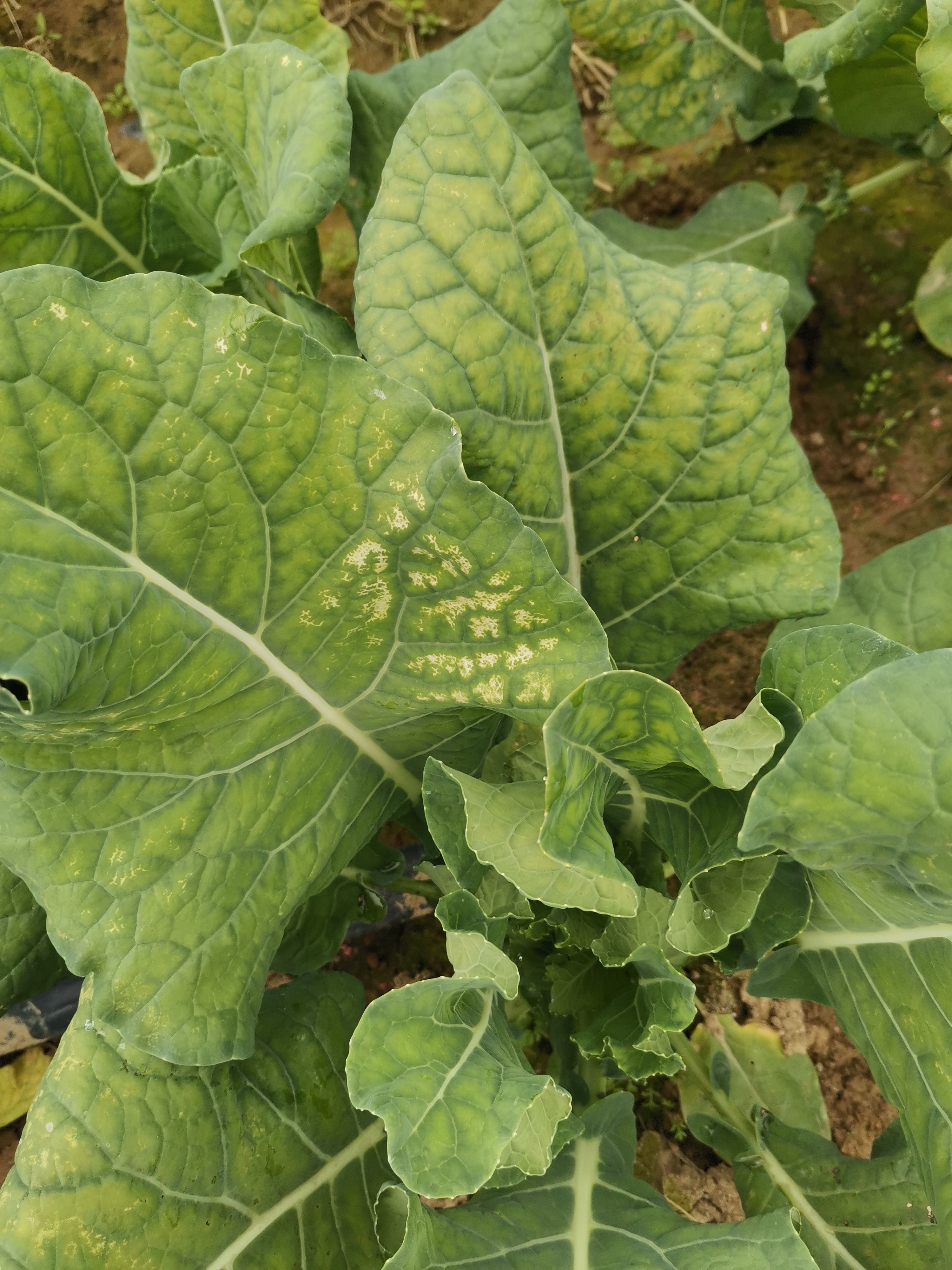 请问这菜花得了什么病害,要用什么药治疗