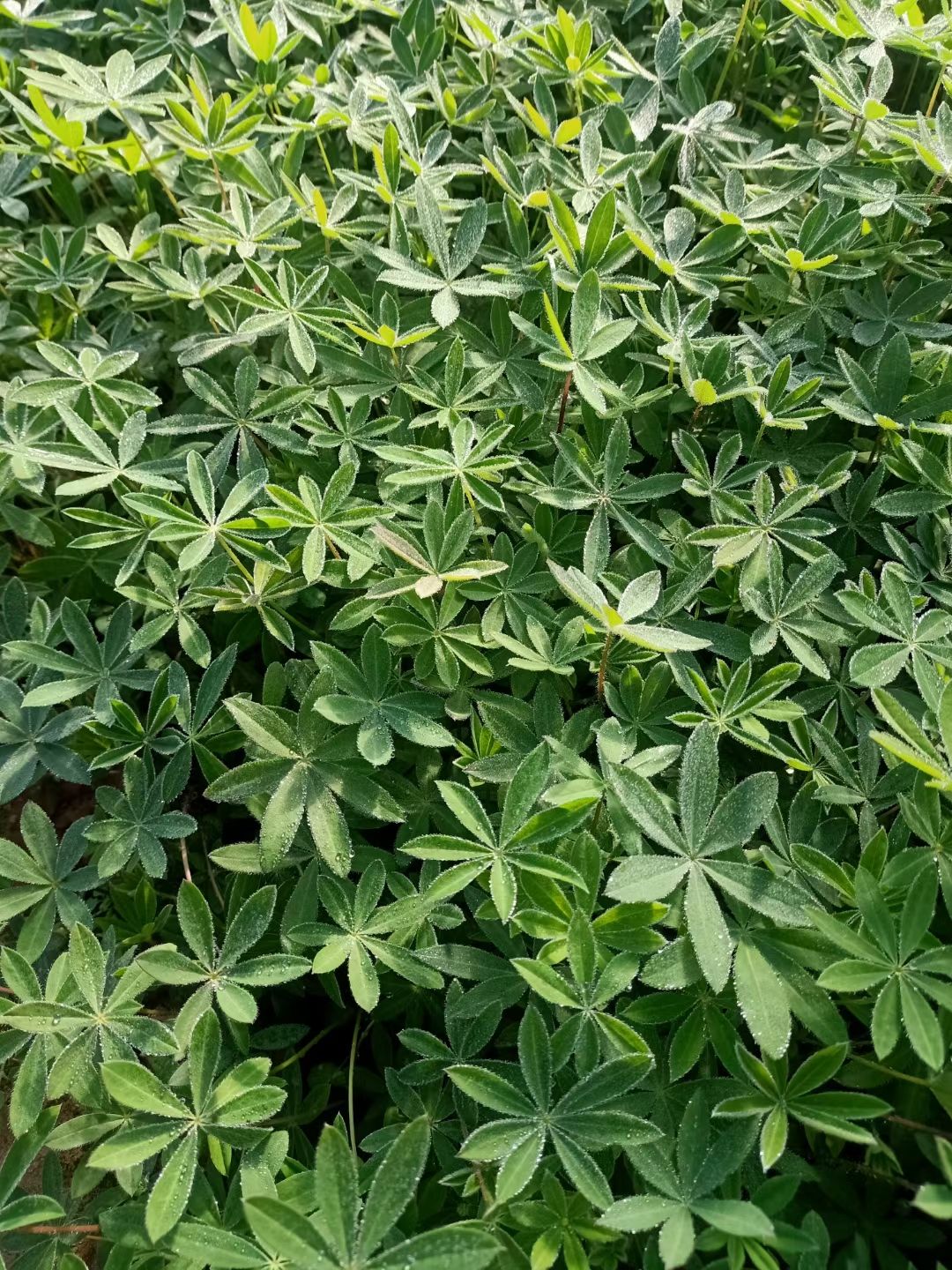 鲁冰花盆栽 新上市鲁冰花双色盆，鲁冰花小盆，鲁冰花种植大量供应
