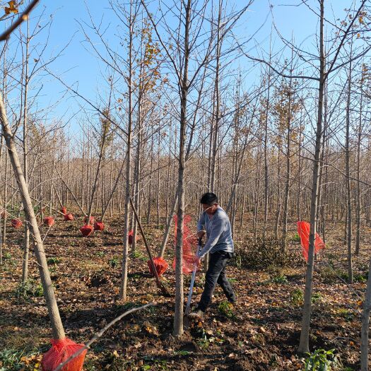 邳州市银杏树活苗银杏树苗银杏树大树全国绿化用苗