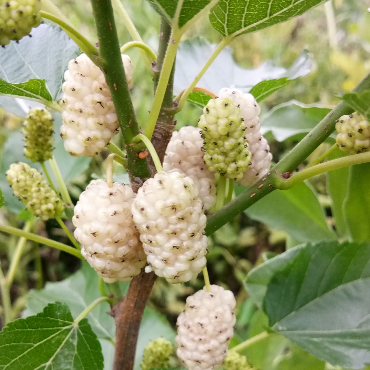 大白珍珠桑苗  大白珍珠果桑苗品种对版南北方可种易管理挂果快