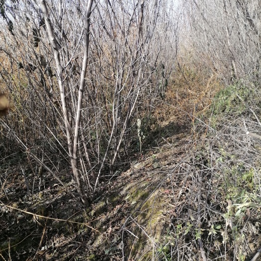 富平县山毛桃树苗  野山桃树