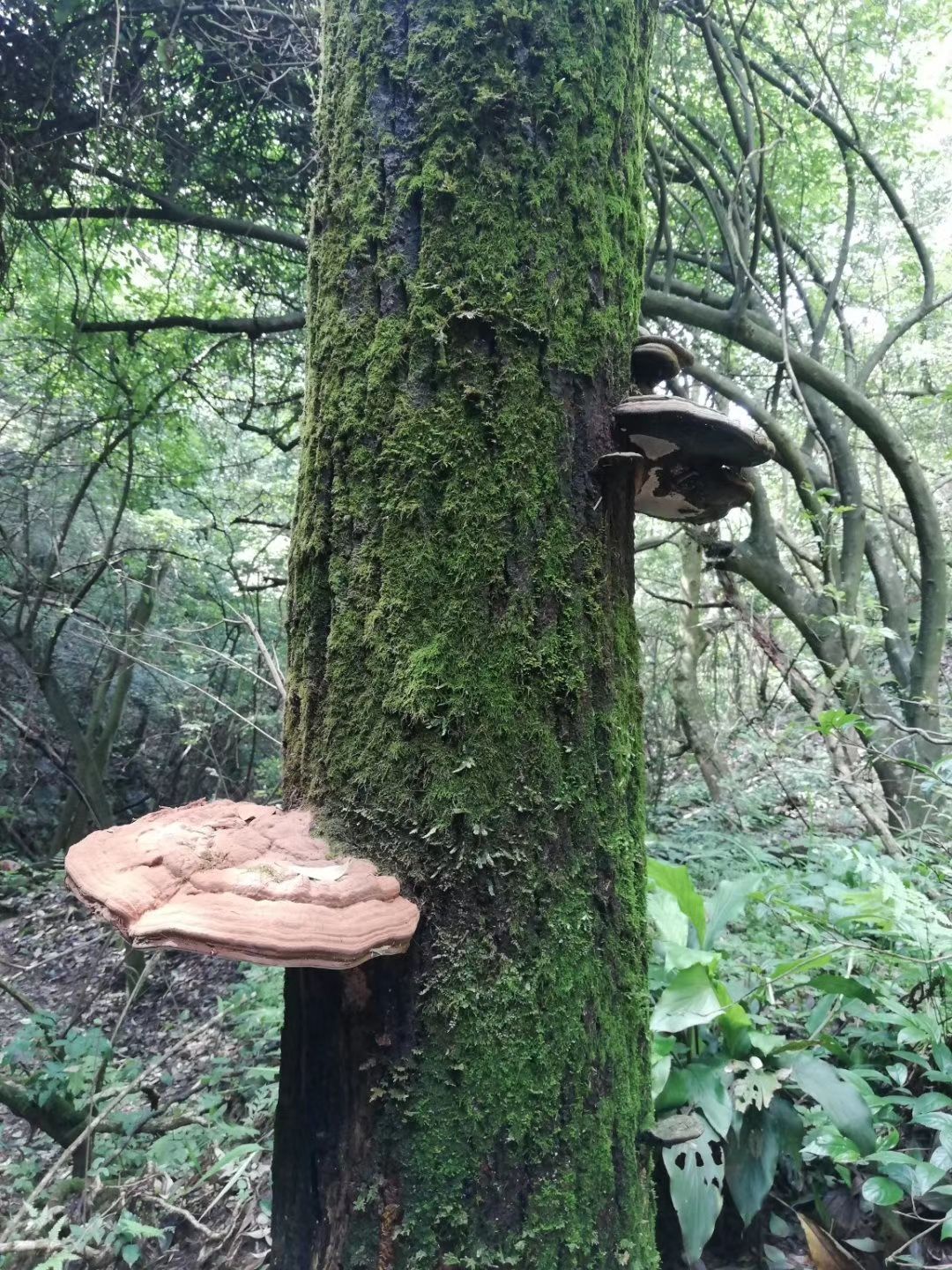 赤灵芝 椴木赤芝 树舌头