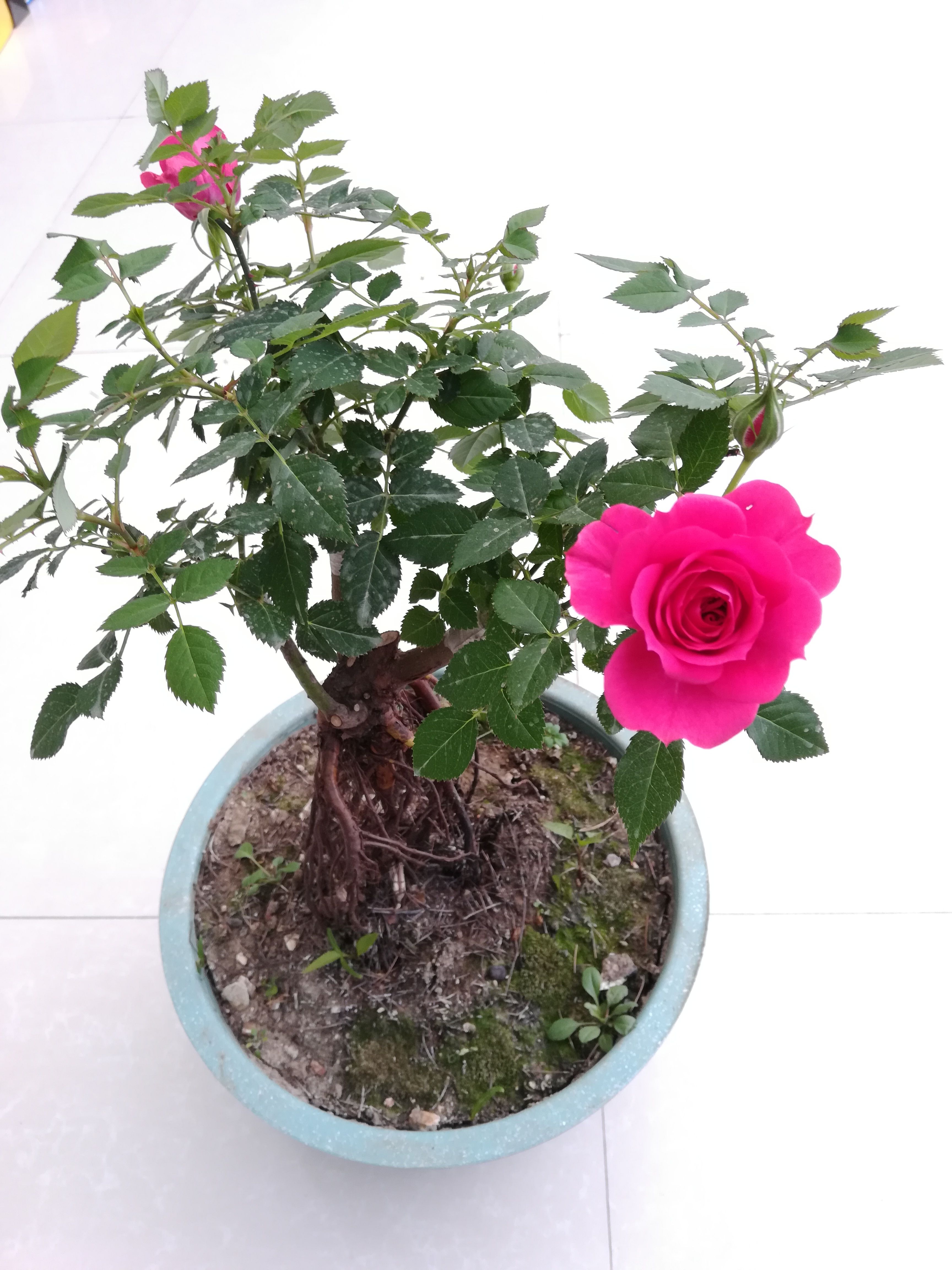 丰花月季  高提根微月