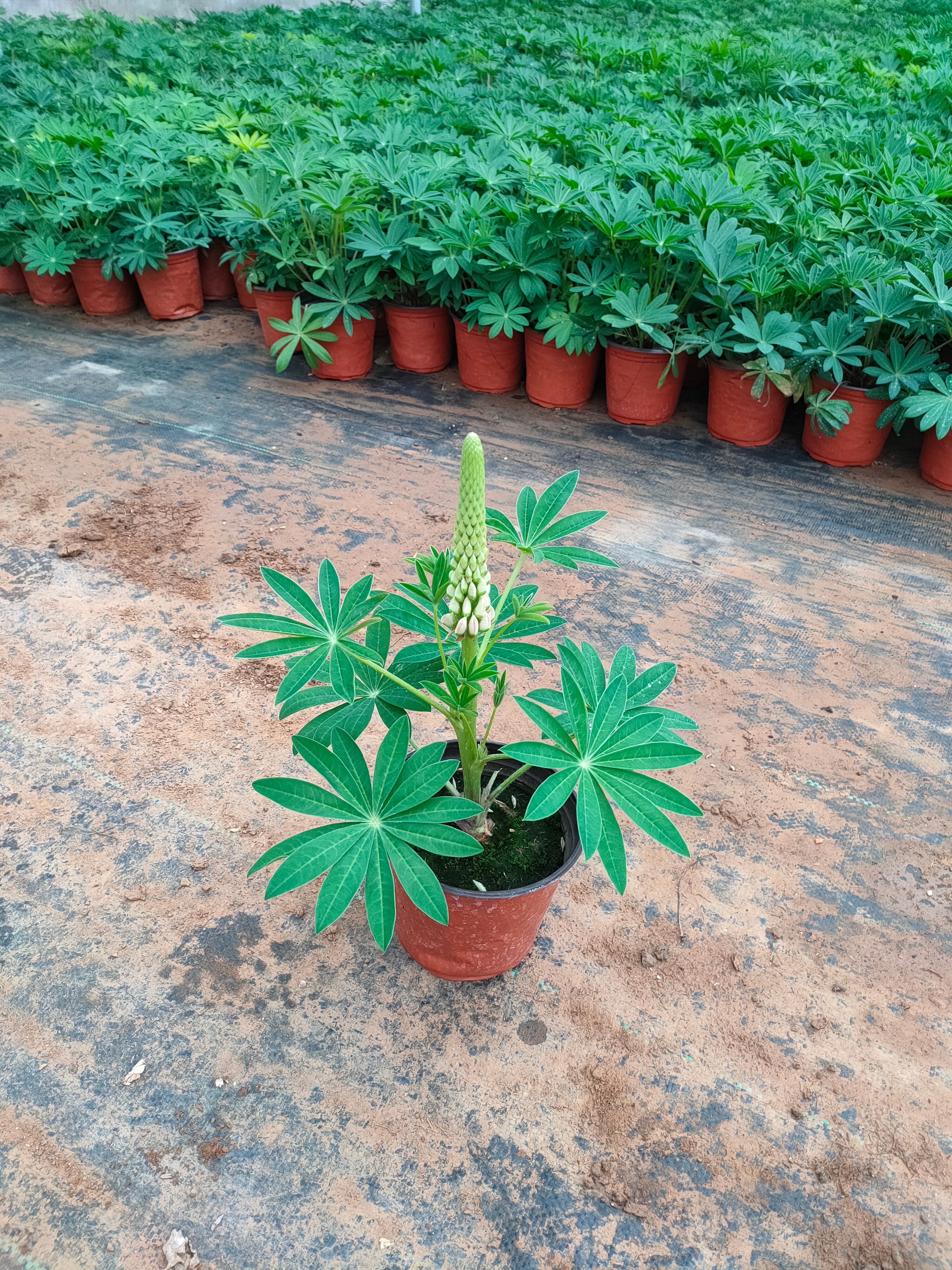鲁冰花盆栽 新上市鲁冰花双色盆，鲁冰花小盆，鲁冰花种植大量供应