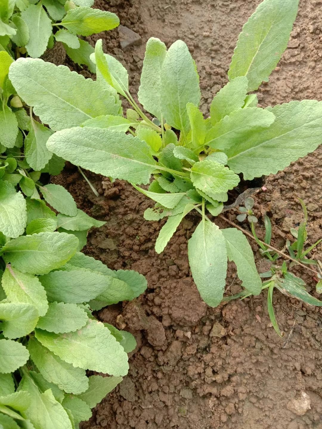 地被鼠尾草，宿根鼠尾草，多年生鼠尾草，地被鼠尾草，专种鼠尾草