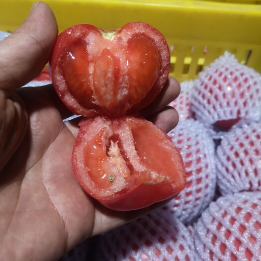 泾阳县陕西泾阳口感型水果西红柿产地一手货源